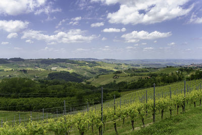 Scenic view of vineyard against sky