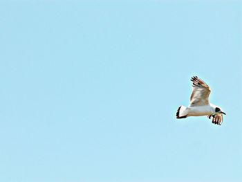 Low angle view of birds in flight