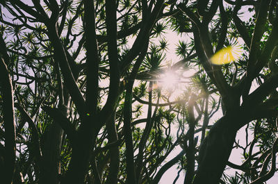 Low angle view of flower trees against sky