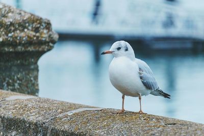 Close-up of seagulls perching on railing