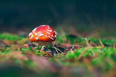 Close-up of fly agaric mushroom on field