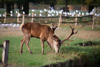 Deer standing on field