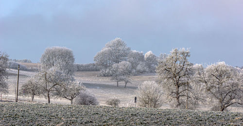 Trees on field against sky during winter