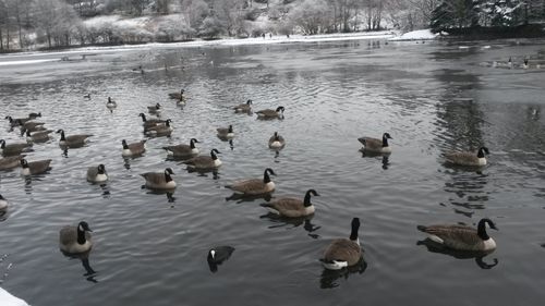 Bird in water