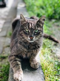 Close-up portrait of tabby cat