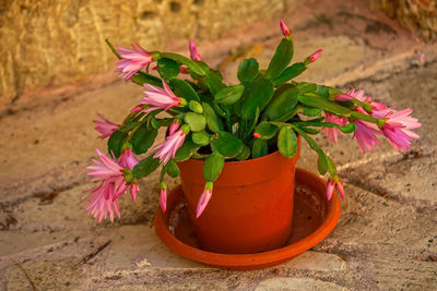 Close-up of pink flower pot on potted plant