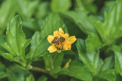 Close-up of insect on yellow flower