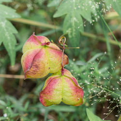 Close-up of fruit on plant