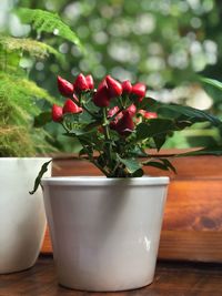 Close-up of potted plant on table