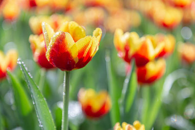 Close-up of red tulip