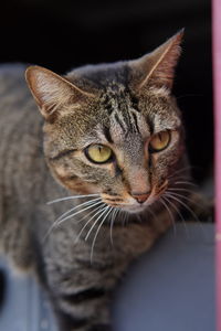 Close-up portrait of a cat