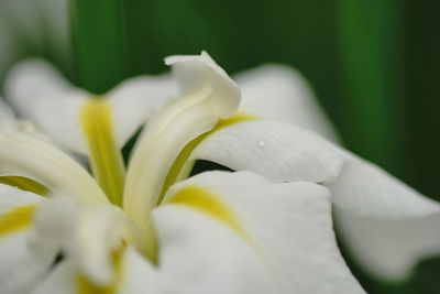 Close-up of white flowering plant