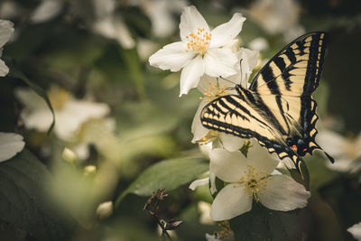 Close-up of butterfly on flower