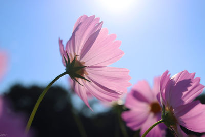 Close-up of pink cosmos flower against sky