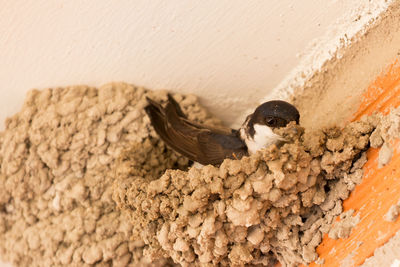 High angle view of bird in nest on wall