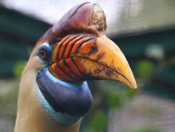 Close-up of a bird