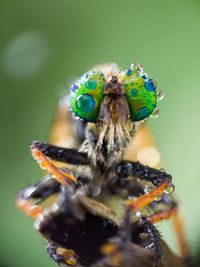 Close-up of spider on flower