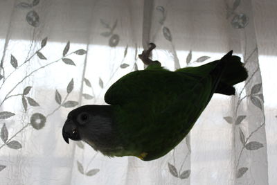 Close-up of a bird perching on wall