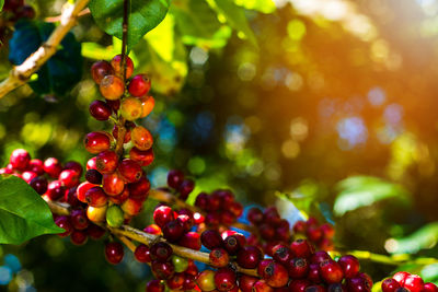 Close-up of berries on tree