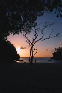 Silhouette trees on beach against sky during sunset