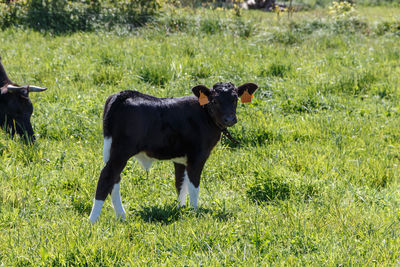 Breton pie noire calf in a field in brittany