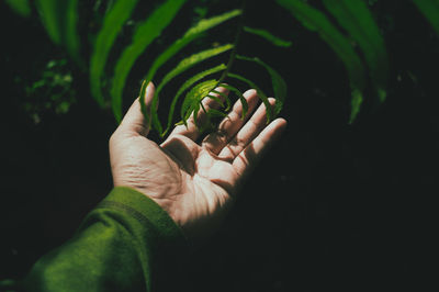 Cropped image of hand touching leaves