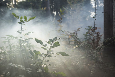 Close-up of plants against blurred background