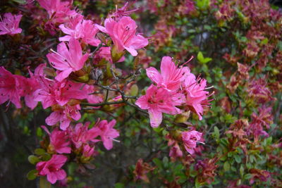 Close-up of pink flowers