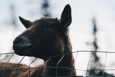 Close-up of goat by fence against sky