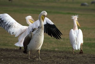 View of birds on field