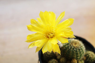 Close-up of yellow flowering plant