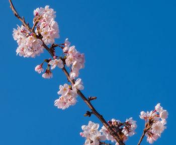 Low angle view of cherry blossoms against clear sky