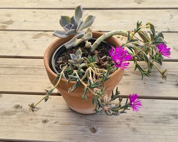 Close-up of potted plant on wooden table