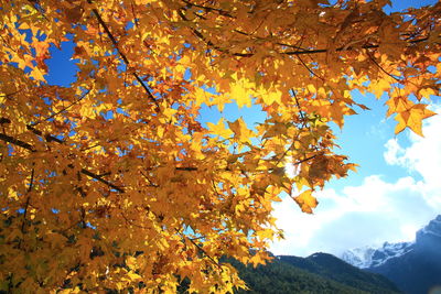 Low angle view of autumnal tree against sky