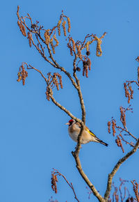 Low angle view of bird perching on tree against clear blue sky