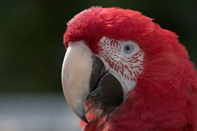 Close-up of parrot