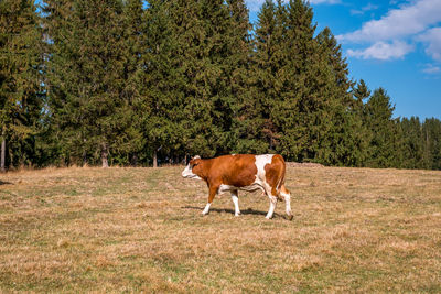 Cow standing in a field