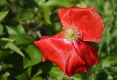 Close-up of red hibiscus flower