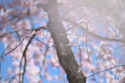 Low angle view of cherry blossom tree