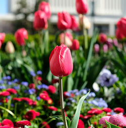 Close-up of red tulip flowers on field