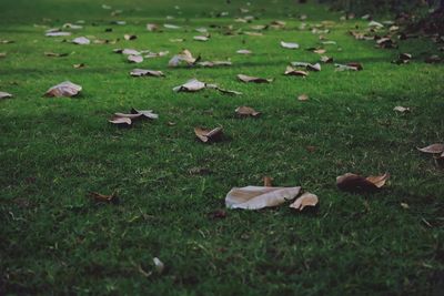 Autumn leaves on field