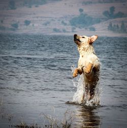 Dog on a sea