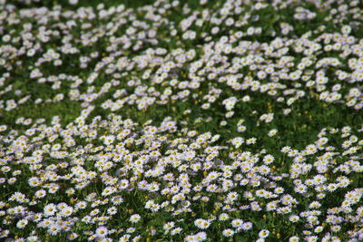 Close-up of flowers growing in field