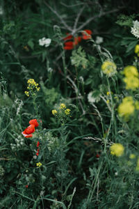 Close-up of red poppy flowers on field