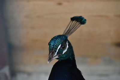 Close-up of a bird looking away