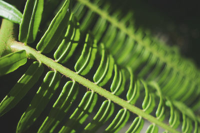 Close-up of fern