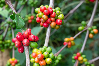 Close-up of cherries growing on plant