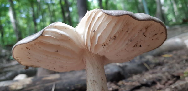 Close-up of mushroom growing on tree