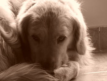 Close-up portrait of dog