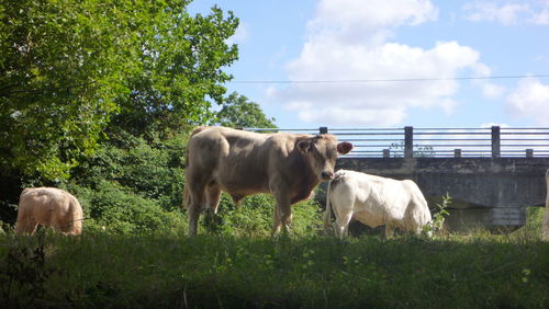 Cows on grassy field against sky